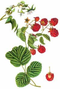  (Rubus idaeus)