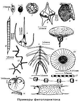 Примеры фитопланктона